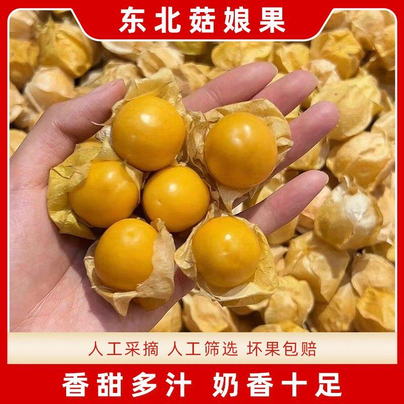 正宗东北菇娘果/灯笼果/姑娘果甘甜多汁新鲜采摘果园直发应季水果
