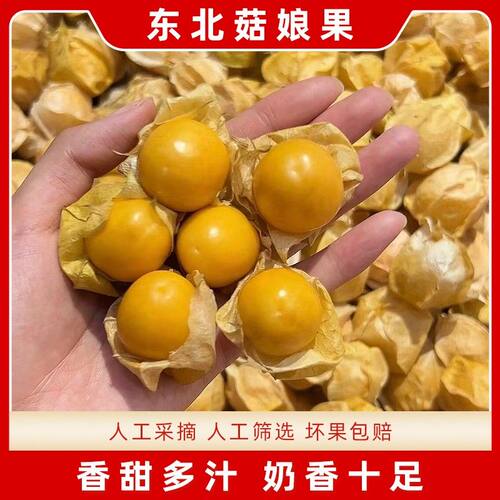 正宗东北菇娘果/灯笼果/姑娘果甘甜多汁新鲜采摘果园直发应季水果