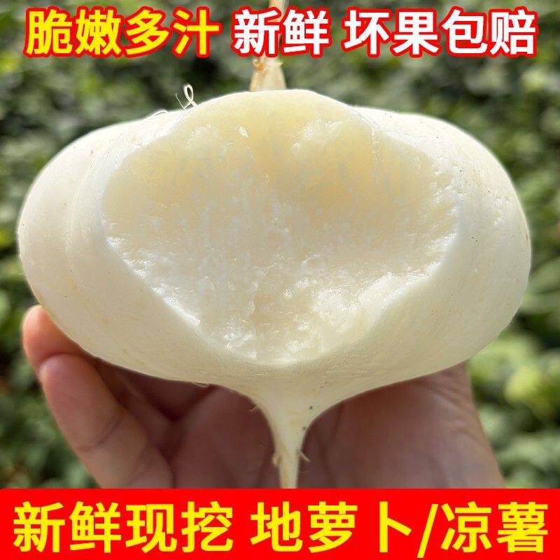 新鲜现挖贵州地萝卜凉薯白地瓜脆甜多汁当季雪莲果水果
