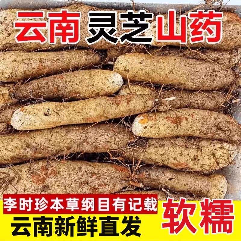 【新鲜现挖】正宗云南高山灵芝山药粉糯干面 产地直发不是铁棍山