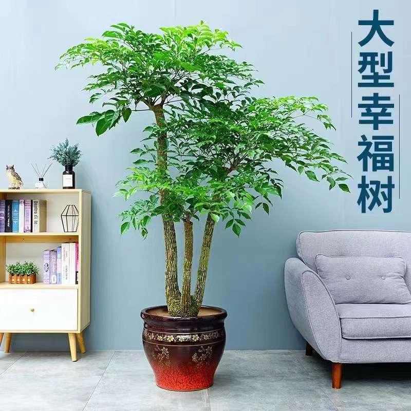 幸福树盆栽客厅好养花卉绿植室内办公室大型绿宝四季常绿平安树