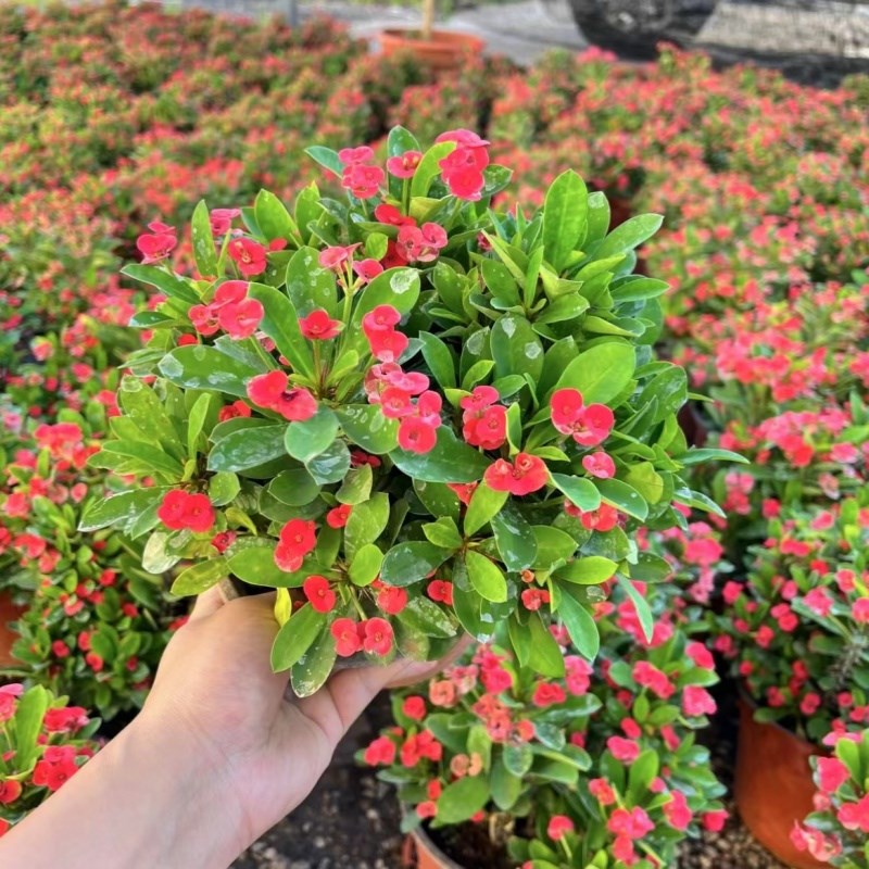 铁海棠盆栽花卉室内盆景绿植四季开花虎刺梅办公阳台花卉开花植物