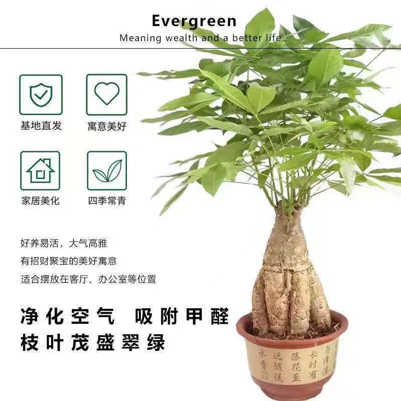 提根发财树大型盆栽室内净化空气开业乔迁送礼老桩大型植物好养