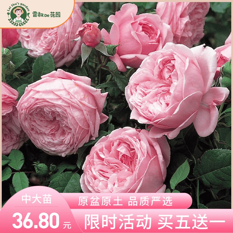 雷叔的花园自由精神月季花苗藤本月季庭院爬藤多头月季植物盆栽