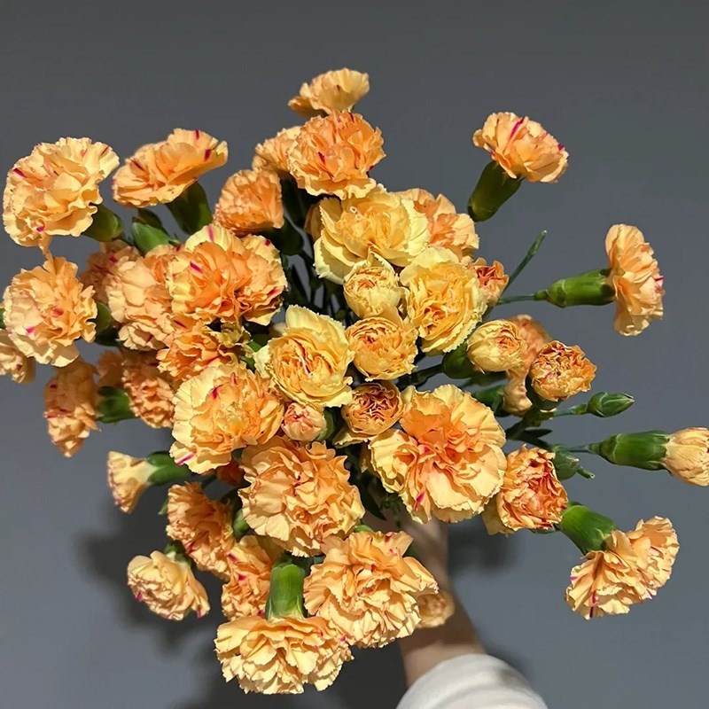 精选多头康乃馨鲜花瓶插花鲜花花束瓶插鲜花云南花卉基地直发鲜花