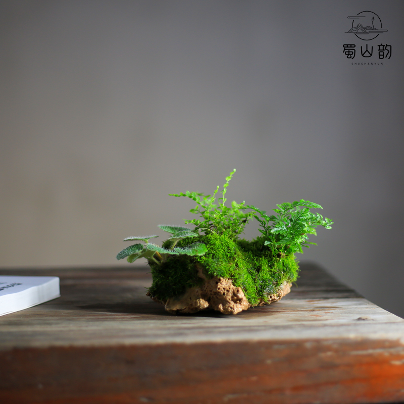 蕨类常青植物附石假山盆栽懒人水培好养绿植室内吸水石盆景桌面