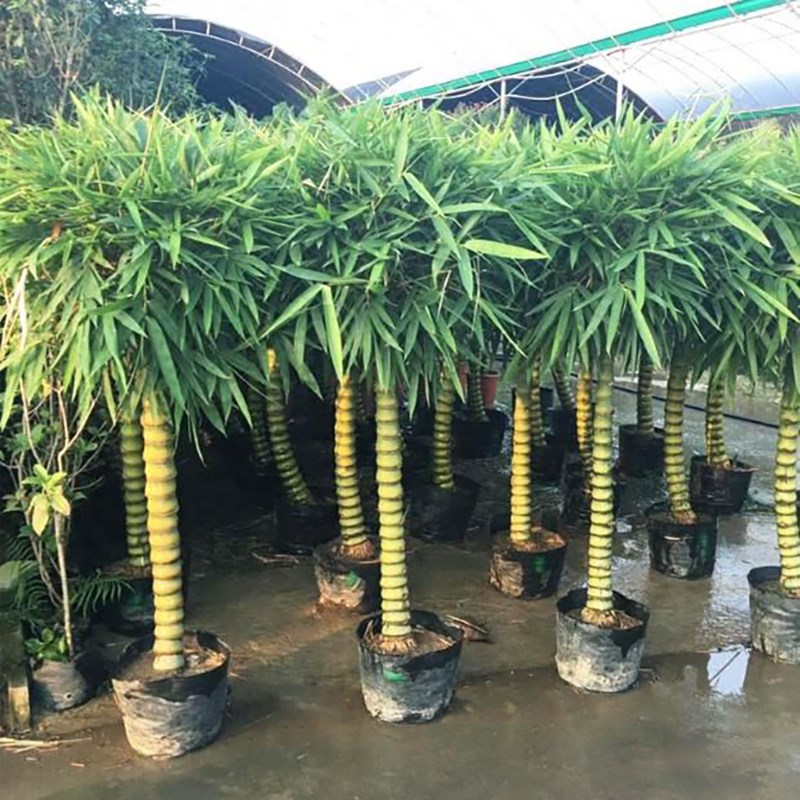 佛肚竹老桩盆栽客厅真绿植办公室内大型观赏竹子盆景罗汉竹葫芦竹