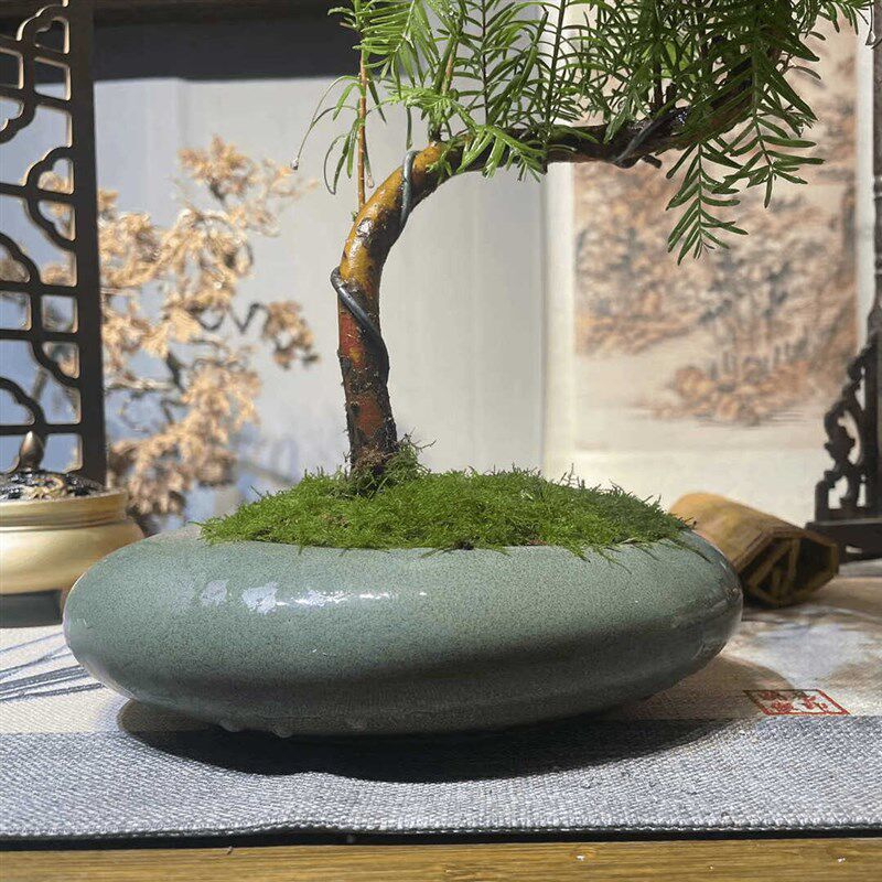 悬崖金叶水杉室内绿植客厅盆栽盆景客厅桌面庭院老桩中式盆栽盆景