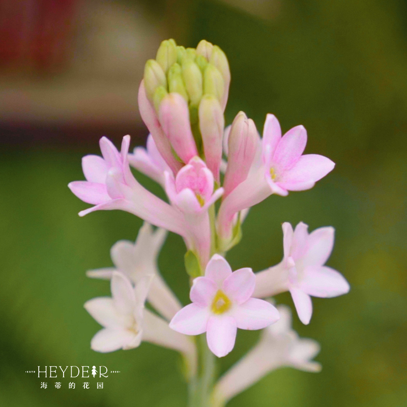 海蒂的花园 晚香玉夜来香月下香庭院露台室外阳台花卉植物盆栽苗