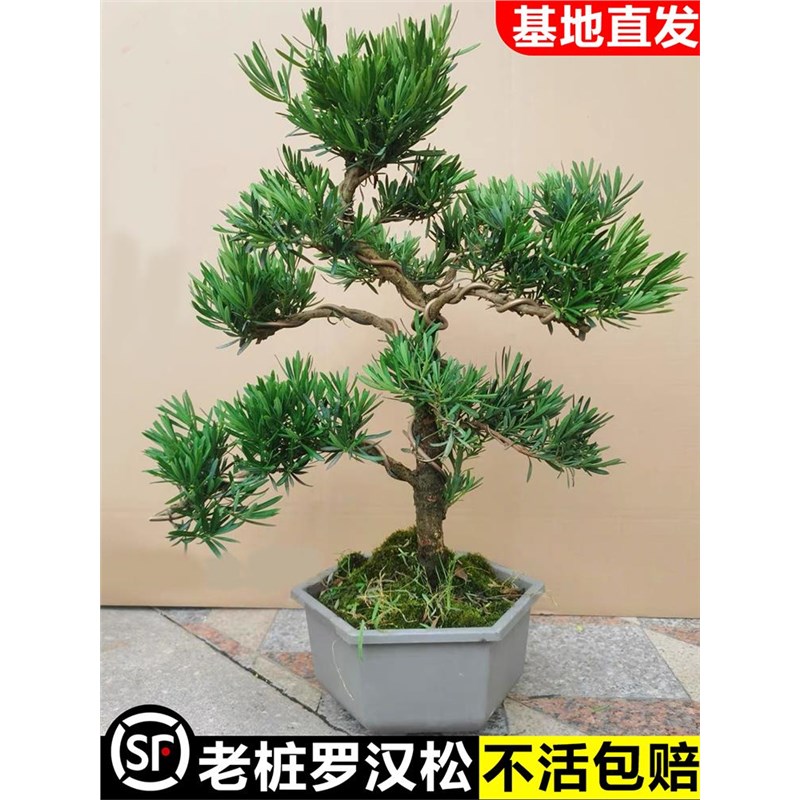 罗汉松盆景老桩树苗造型迎客松室内客厅盆栽大绿植雀舌罗汉松植物