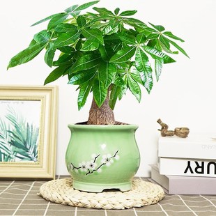 大发财树盆栽绿植花卉室内客厅好养活兴宅家旺净化空气老桩耐旱