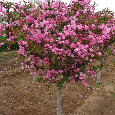 庭院地栽大型高杆海棠树苗西府海棠垂丝海棠花耐寒植物花北美海棠