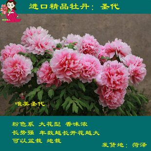 圣代珊瑚台牡丹雪映桃花贵妃插翠牡丹花阳台菏泽正宗粉色牡丹庭院