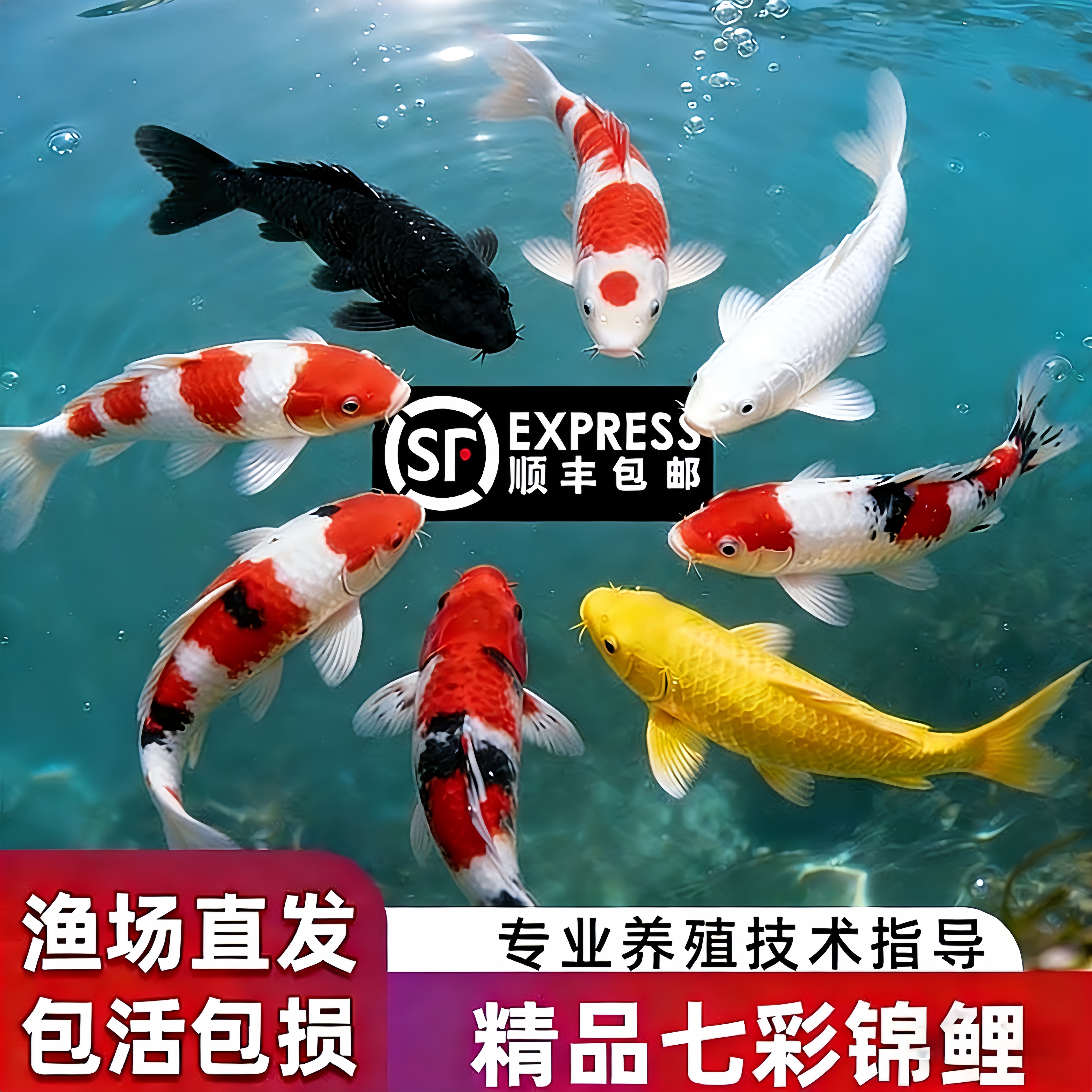 锦鲤鱼活鱼观赏鱼纯种鱼大型红白冷水淡水好养耐活金鱼小鱼苗中通