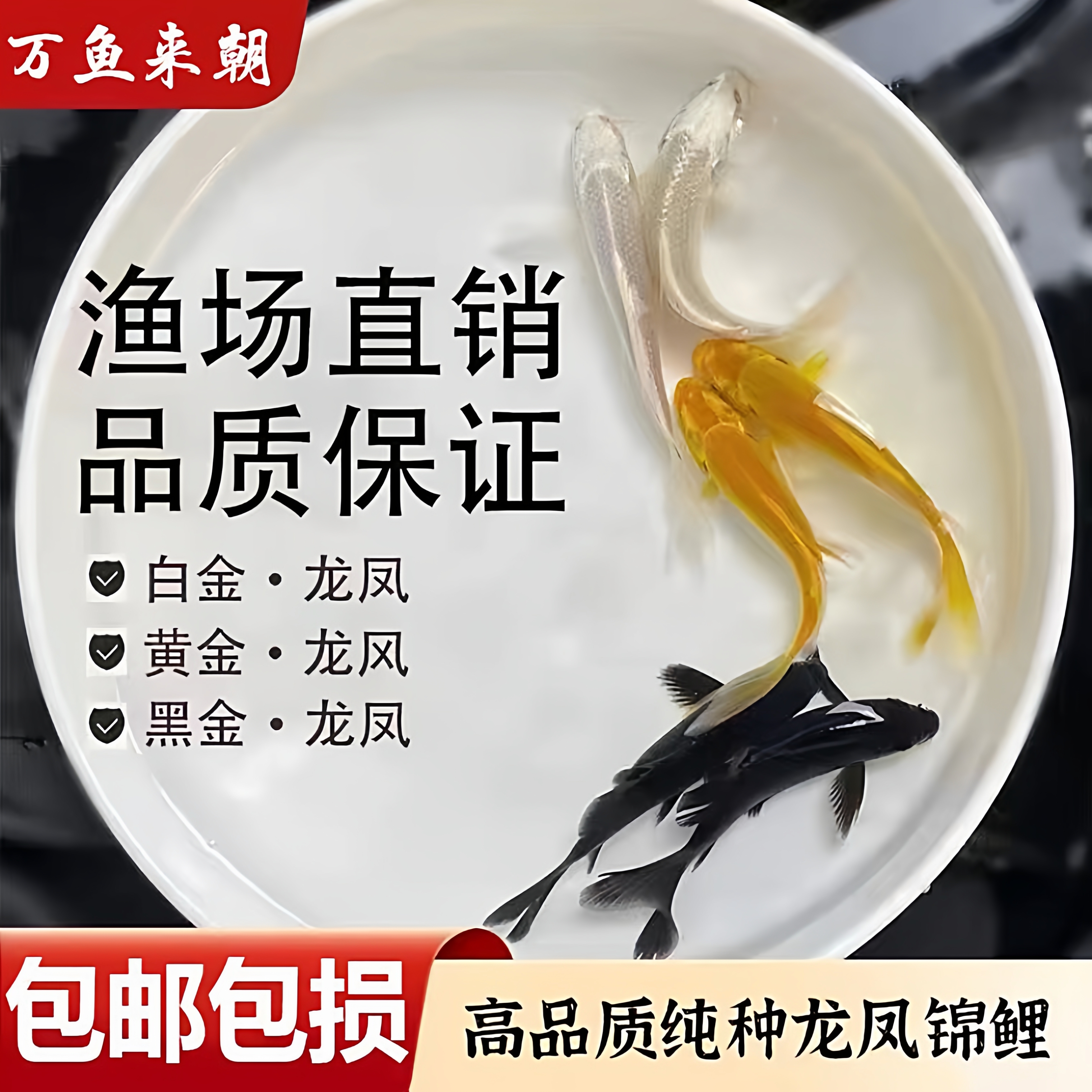 黑金锦鲤鱼活体包到家龙凤