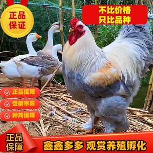 巨型婆罗门鸡活苗受精种蛋纯种梵天鸡种蛋大型观赏宠物鸡受精蛋纯