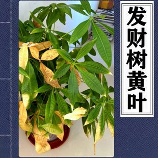 辫子发财树叶子发黄干枯掉叶独杆发财树焦尖黄斑黄叶落叶烂根发软