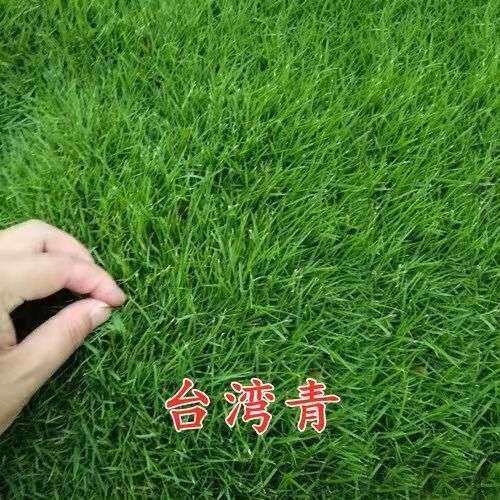 真草坪带土草皮四季青马尼拉果岭草百慕大剪股颖绿化工程别墅庭院