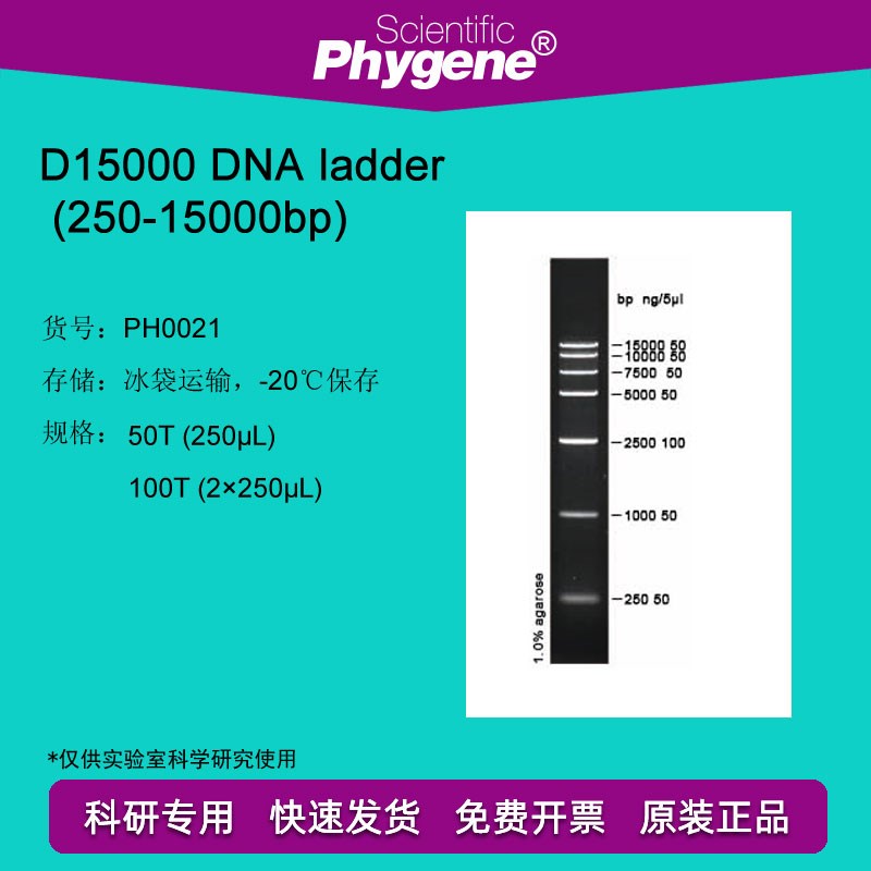 DNA ladder (250-15000bp) 100T DNA Marker  [PH0021 PHYGENE]