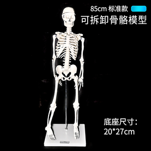 可拆卸骨骼多功能人体模型 85cm 骨架模型 45cm 人体骨骼模型