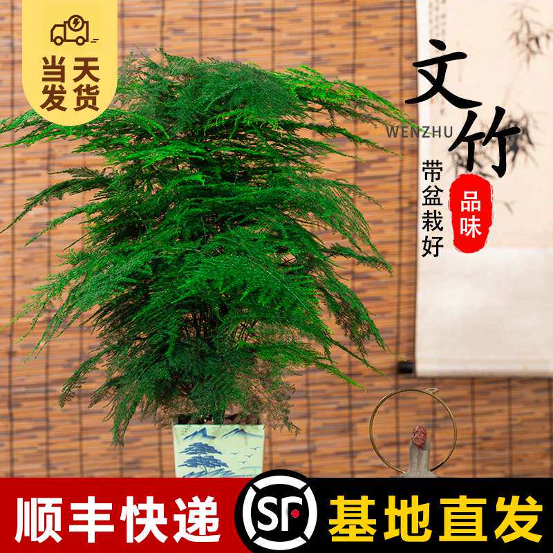 文竹盆栽大型植物办公室内四季花卉客厅桌面小苗绿植好养云竹盆景