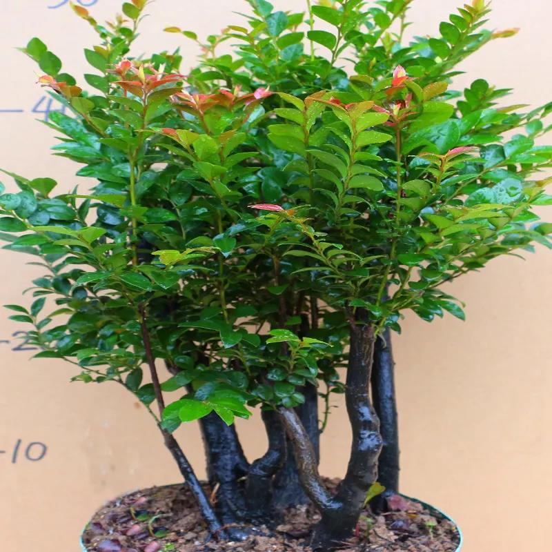 小叶紫檀盆景植物老桩盆栽办公室桌面室内花卉绿植好养活四季摆件