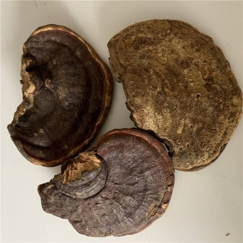 红缘层孔菌 红缘树舌 红缘层孔 红带菌 红缘拟层孔菌 500g克 统