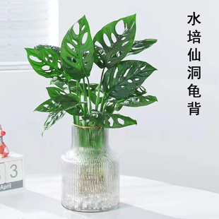 水培仙洞龟背竹盆栽多孔爬藤室内喜阴植物桌面花卉好养净化空气