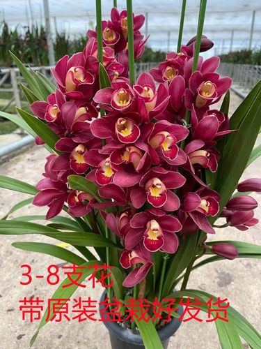 室内鲜花大花蕙兰带花苞兰花苗兰草绿植盆栽兰花大苗送礼佳品花卉