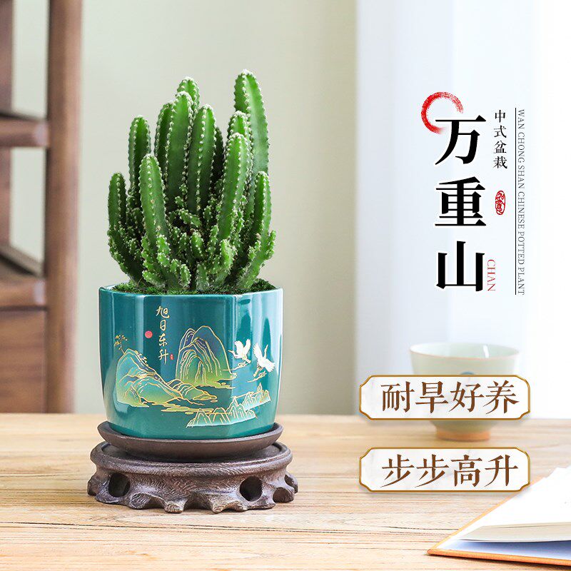 万重山盆栽绿植仙人掌多肉植物室内办公室桌面上摆件耐旱四季好养