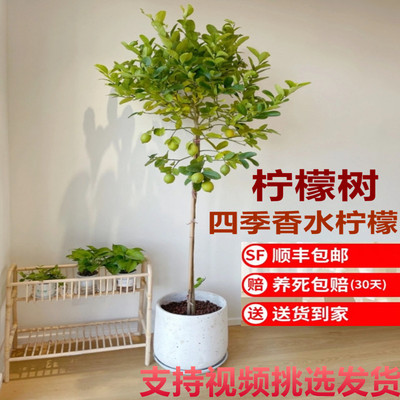 香水柠檬树苗盆栽带果可食用客厅绿植大型植物庭院阳台四季开花卉