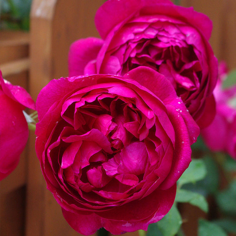 秋日胭脂香气扑鼻月季花苗大花浓香多头四季开花阳台玫瑰盆栽花卉,鲜花速递/花卉仿真/绿植园艺,月季/蔷薇/玫瑰,淘宝优惠券,粉丝福利购,淘宝优惠卷