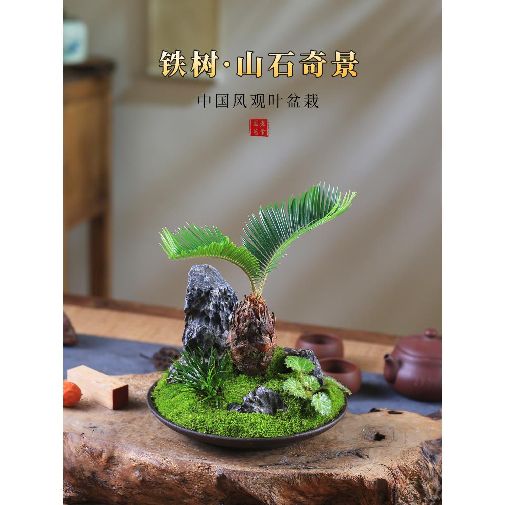 铁树创意造型盆景桌面微型山水盆栽室内观叶绿植苏铁办公室客厅