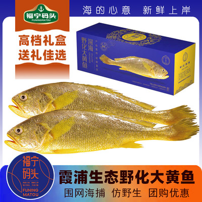 福宁码头霞浦野化大黄鱼