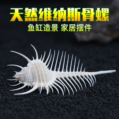 维纳斯骨螺海菊蛤天然贝壳海螺地中海风情地台装饰拍摄道具摆件