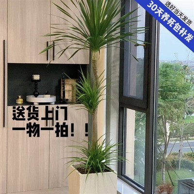 造型龙血树客厅绿植办公室内大型绿植盆栽龙须树好养植物真龙铁树