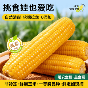 【延安皇金糯】陕西新鲜黄糯玉米鲜嫩如现摘带皮香甜软糯拉丝正宗