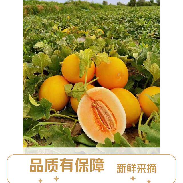 【京东顺丰】甘肃民勤沙漠蜜瓜香甜瓜