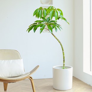 在树下大叶伞绿植老桩盆栽客厅落地大型净化空气室内植物一物一拍