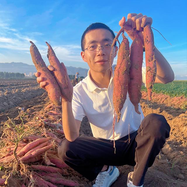 【歌宝鲜生】陕西临潼板栗红薯4.5斤 粉糯香甜 新鲜烤地瓜现挖现