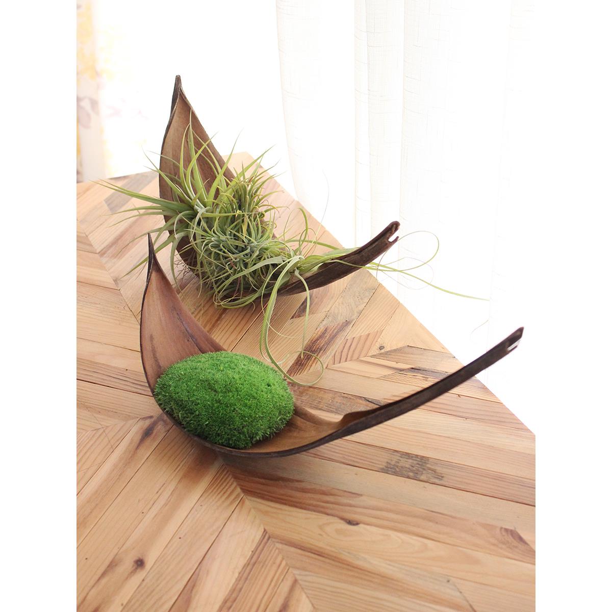 进口可可叶干花花盆空气凤梨永生苔藓桌面摆件花艺装饰室内软装