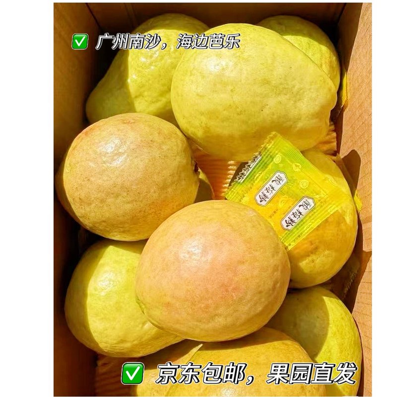 【京东包邮】广州南沙白心芭乐精品直发海边种植软糯香甜低糖低卡