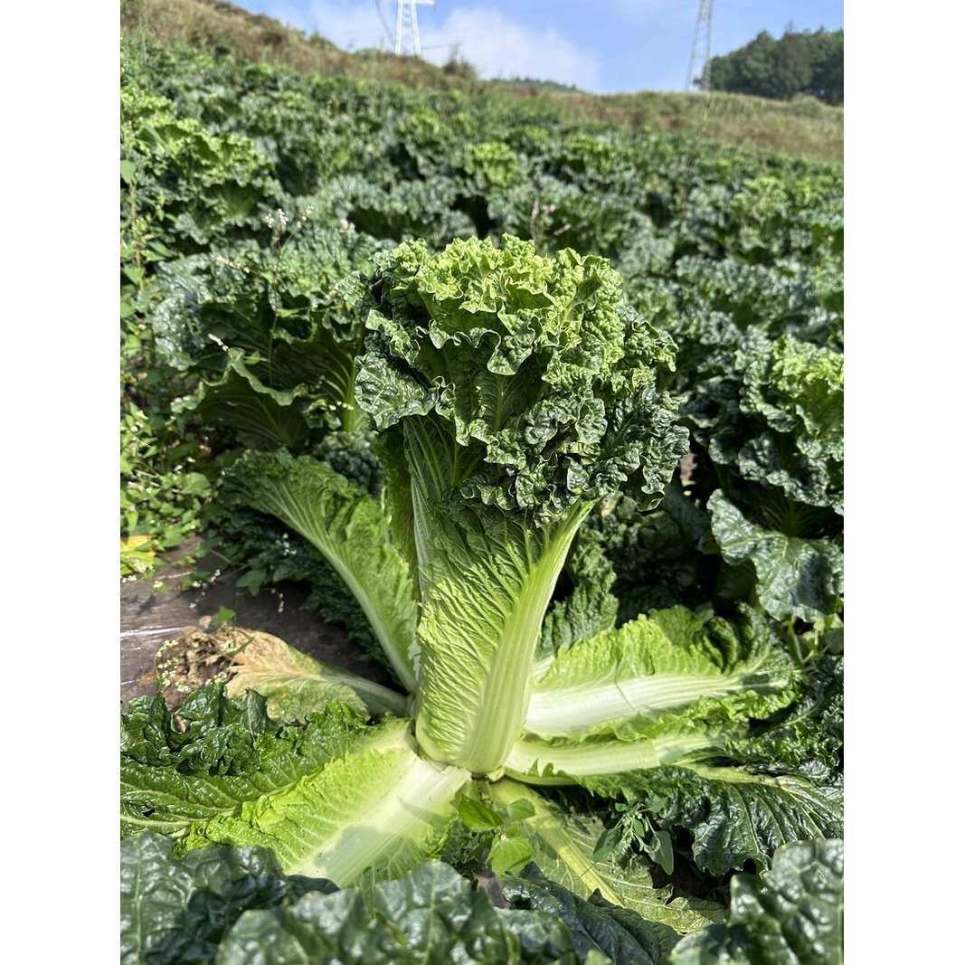 【现砍高原夏菜】贵州高山露天自然生长青口白白菜新鲜蔬菜