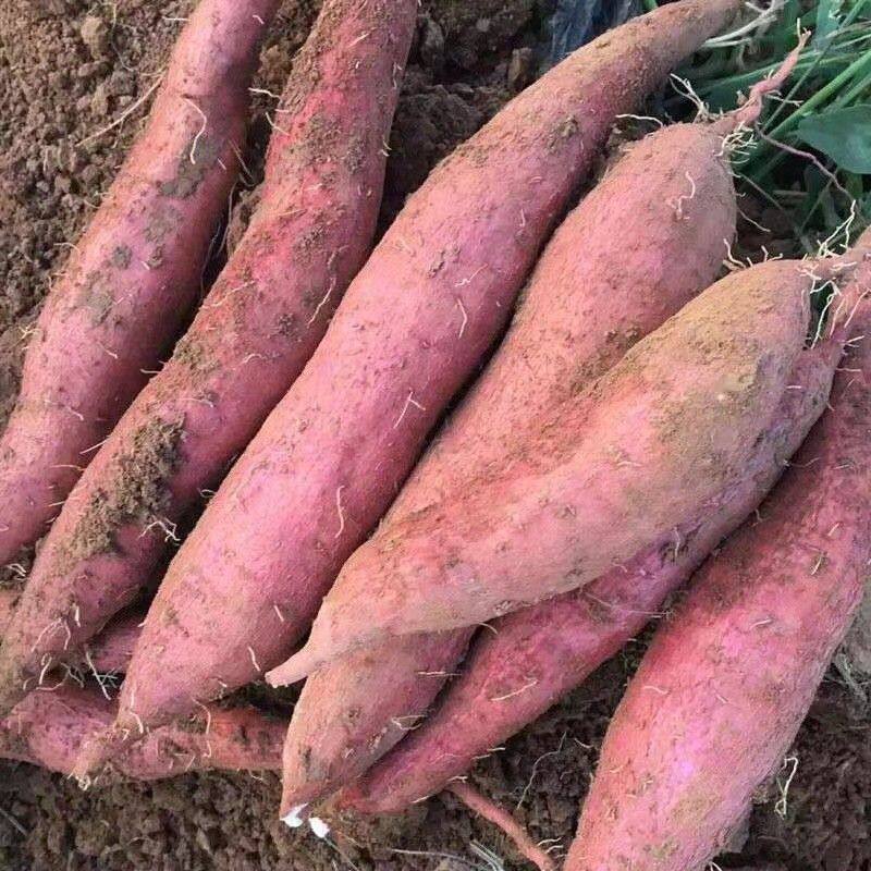 陕西虢王板栗红薯粉糯干甜健康粗粮现挖现发3斤5斤9斤包邮