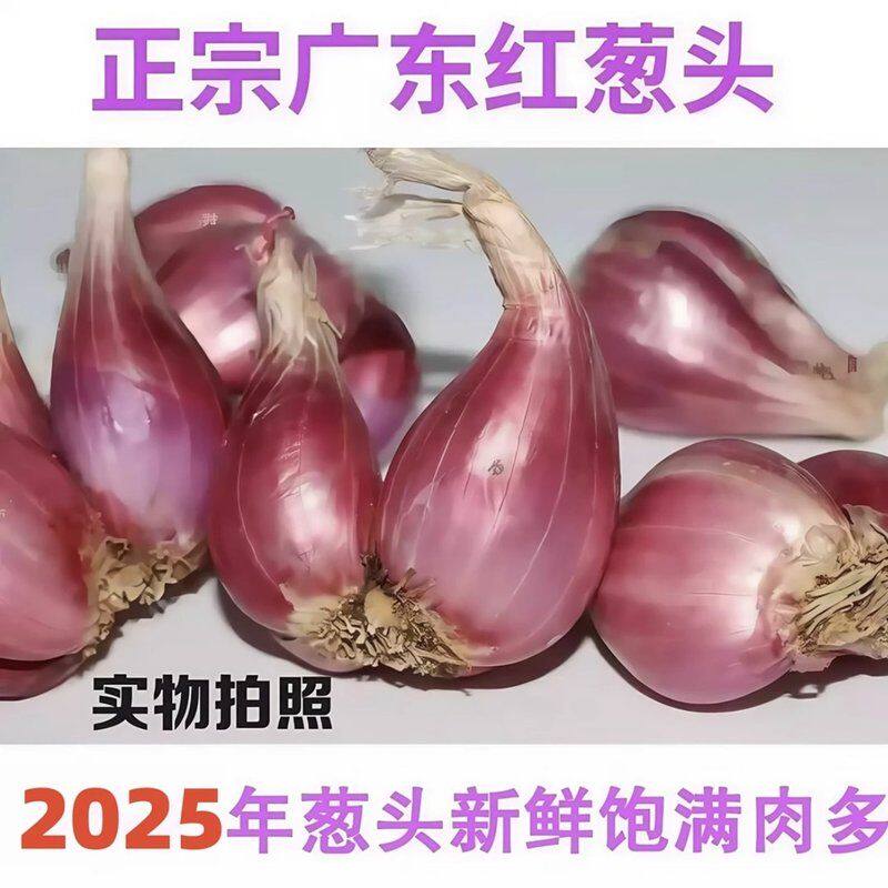 四川正宗红葱头葱种铁葱火葱自家种盆栽红葱头四季种植四季小香葱