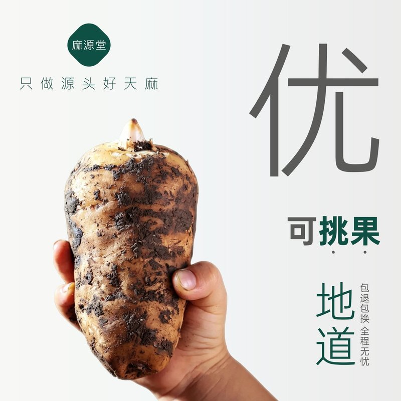 小草坝新鲜天麻云南深山现挖现发产地直销正宗正品昭通仿天麻