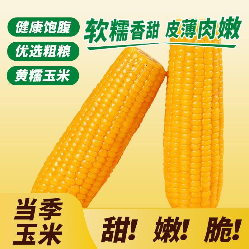 铝箔纸包装【一整箱10棒玉米】东北玉米新鲜糯玉米棒装玉米代餐甜