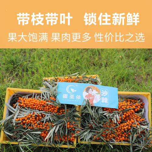 新疆170团有机沙棘大果（三斤/带枝条带叶）