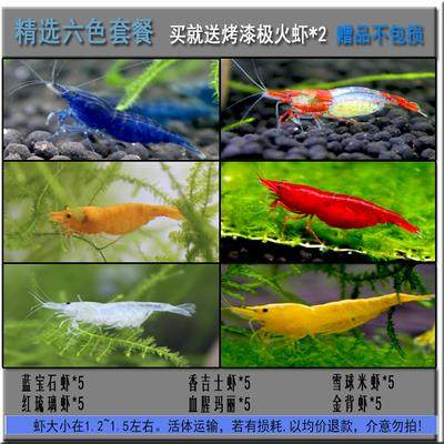 观赏虾水族淡水鲜活小虾鱼缸除藻虾螺M蟹清洁虾工具虾除藻