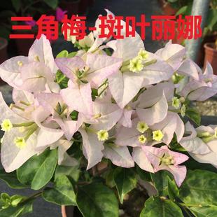 勤花金边斑叶丽娜三角梅爬藤植物盆栽带花盆室内阳台庭院四季花